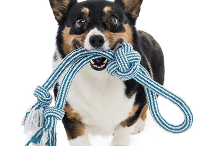 Flossy Chews 18" Extra Double-Tug Cotton-Blend Chew Dog Toy with Loop Handle, Asst Colors
